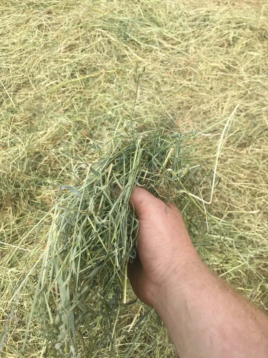Hay for sale round bales - Image 1