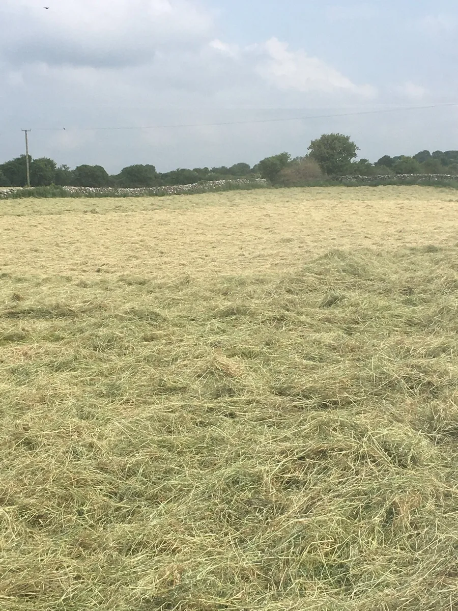 Hay for sale round bales - Image 2