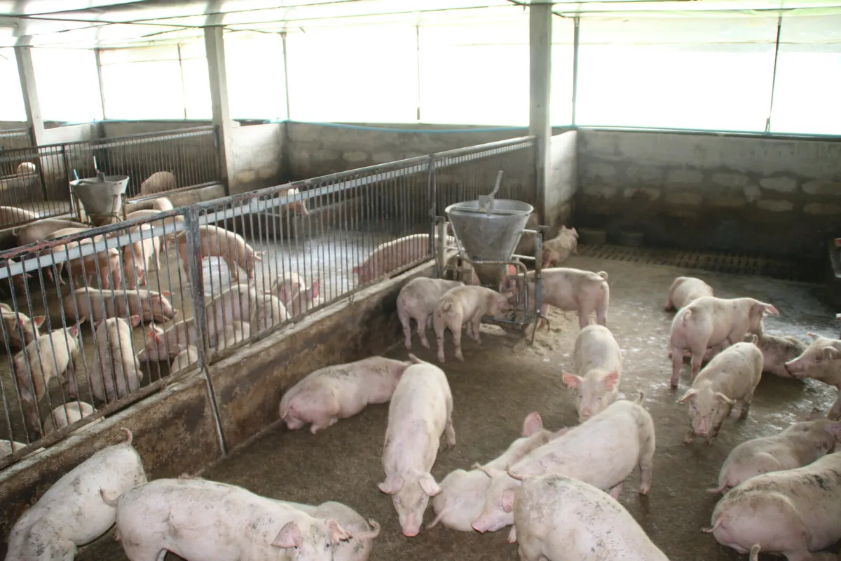 Pig Farm assistant cavan - Image 2