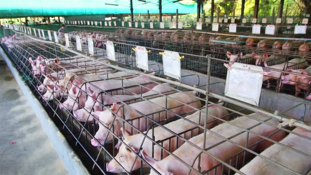 Pig Farm assistant cavan - Image 3