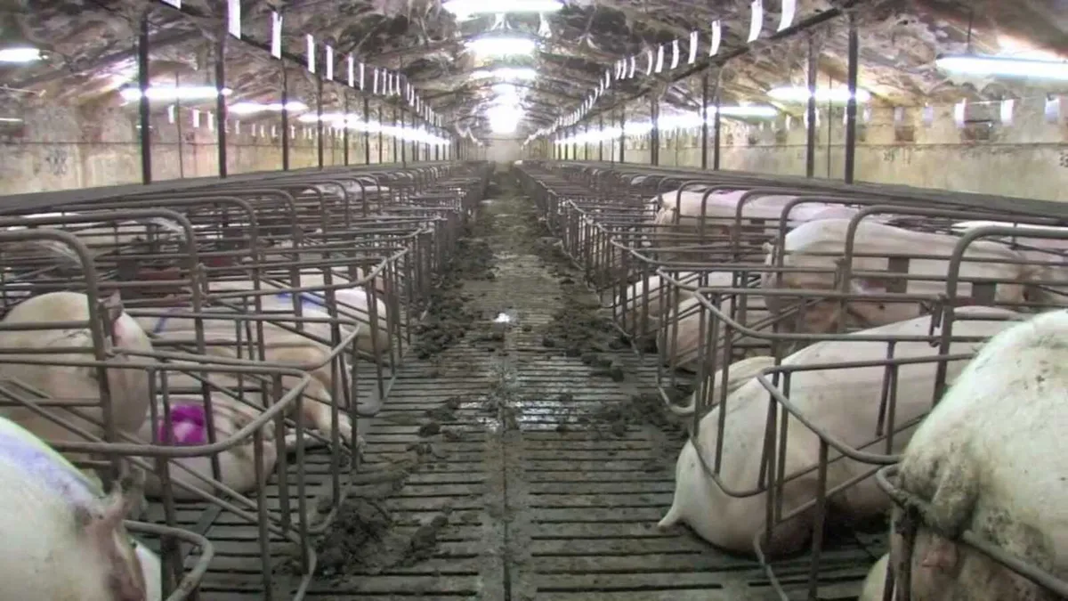 Pig Farm assistant cavan - Image 4