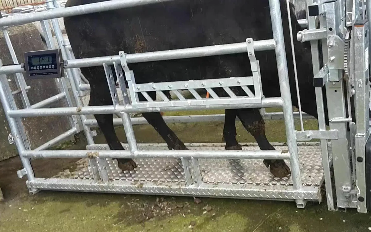 New Cattle Scales, repair any brand. - Image 1