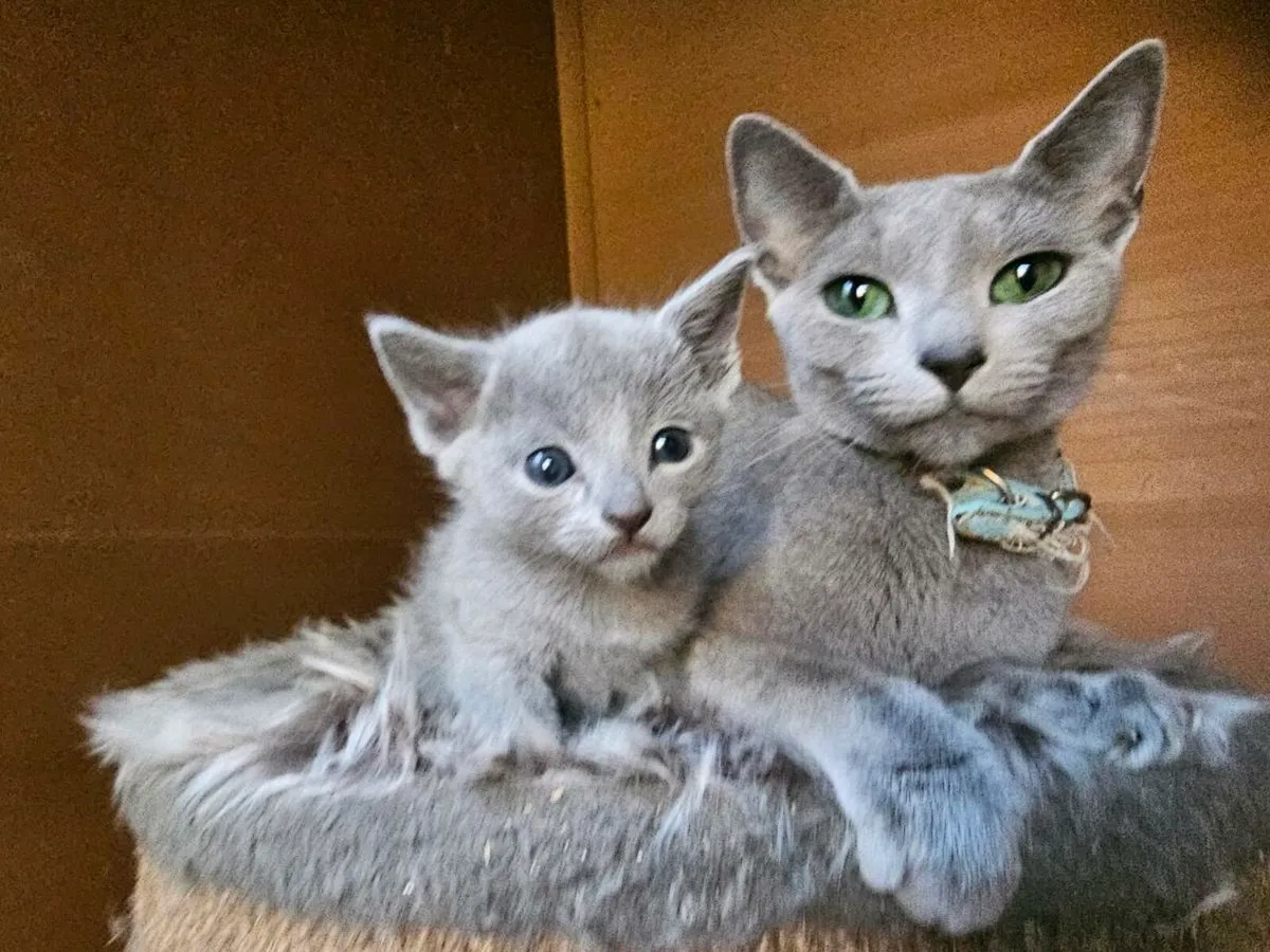 Russian Blue  kittens pedigree and registered TICA - Image 3