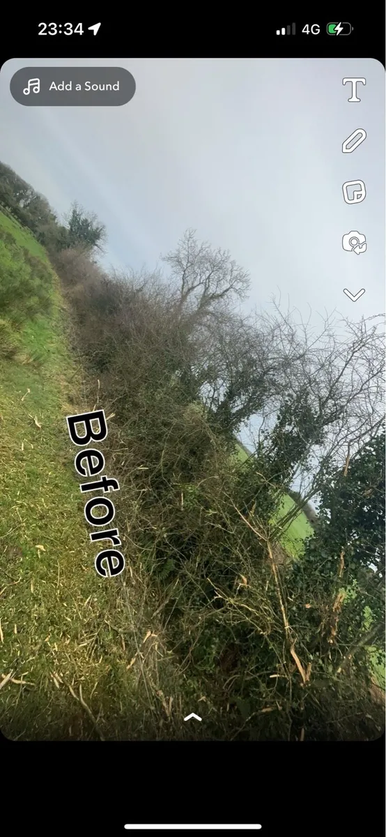 Hedge cutting  services - Image 3