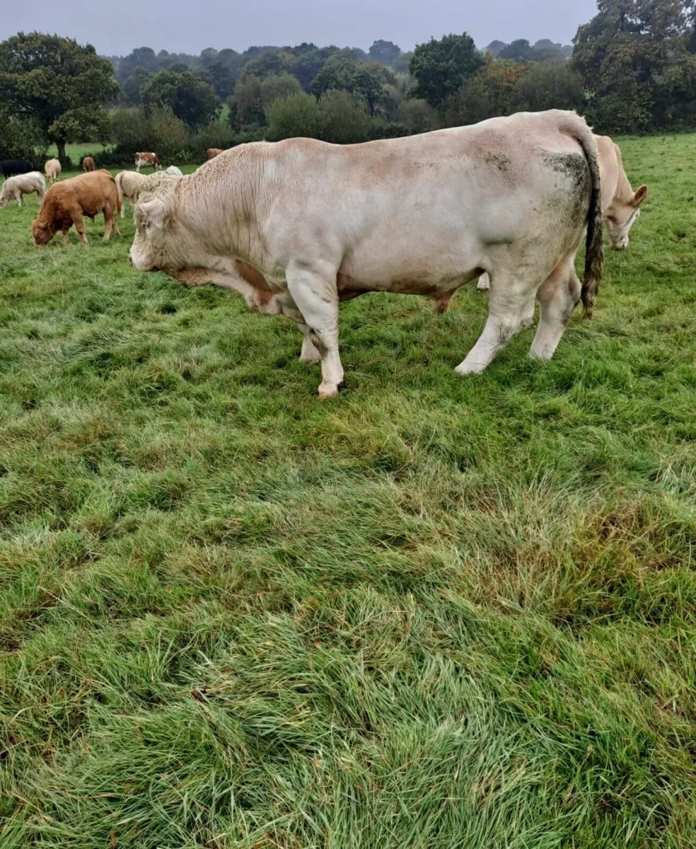 Charolais Stock Bull - Image 2