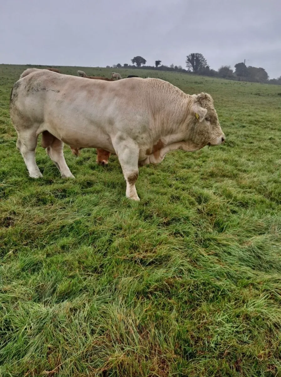 Charolais Stock Bull - Image 3