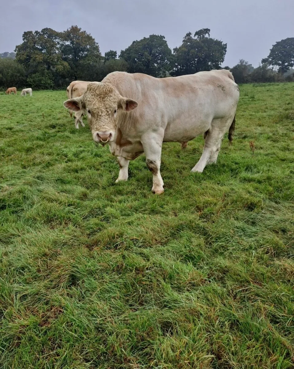 Charolais Stock Bull - Image 1