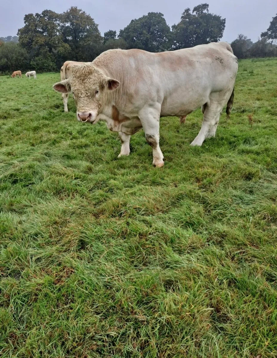 Charolais Stock Bull - Image 4
