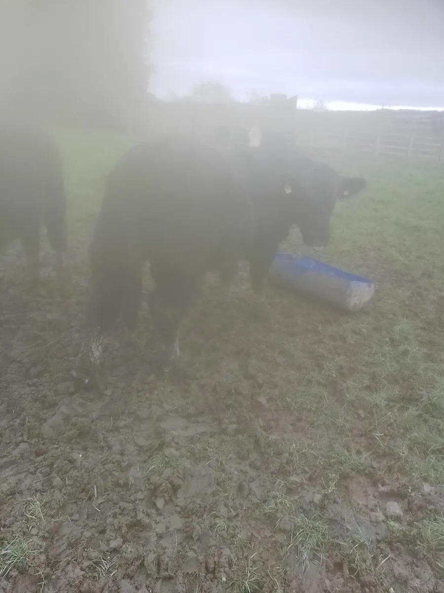 AA bull