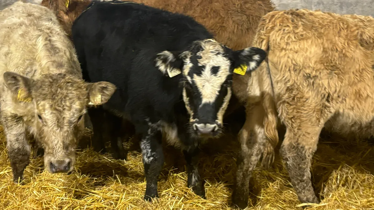 ⭐️ 4 Quality Heifer Wealings ⭐️ - Image 2