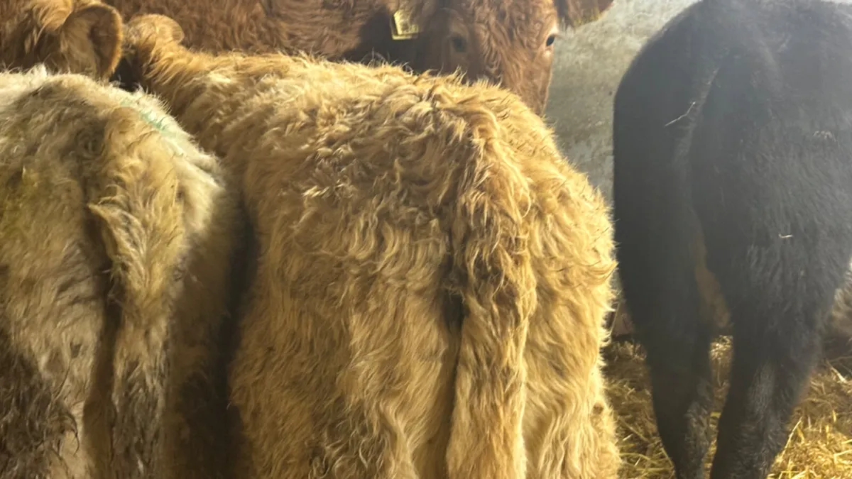 ⭐️ 4 Quality Heifer Wealings ⭐️ - Image 3