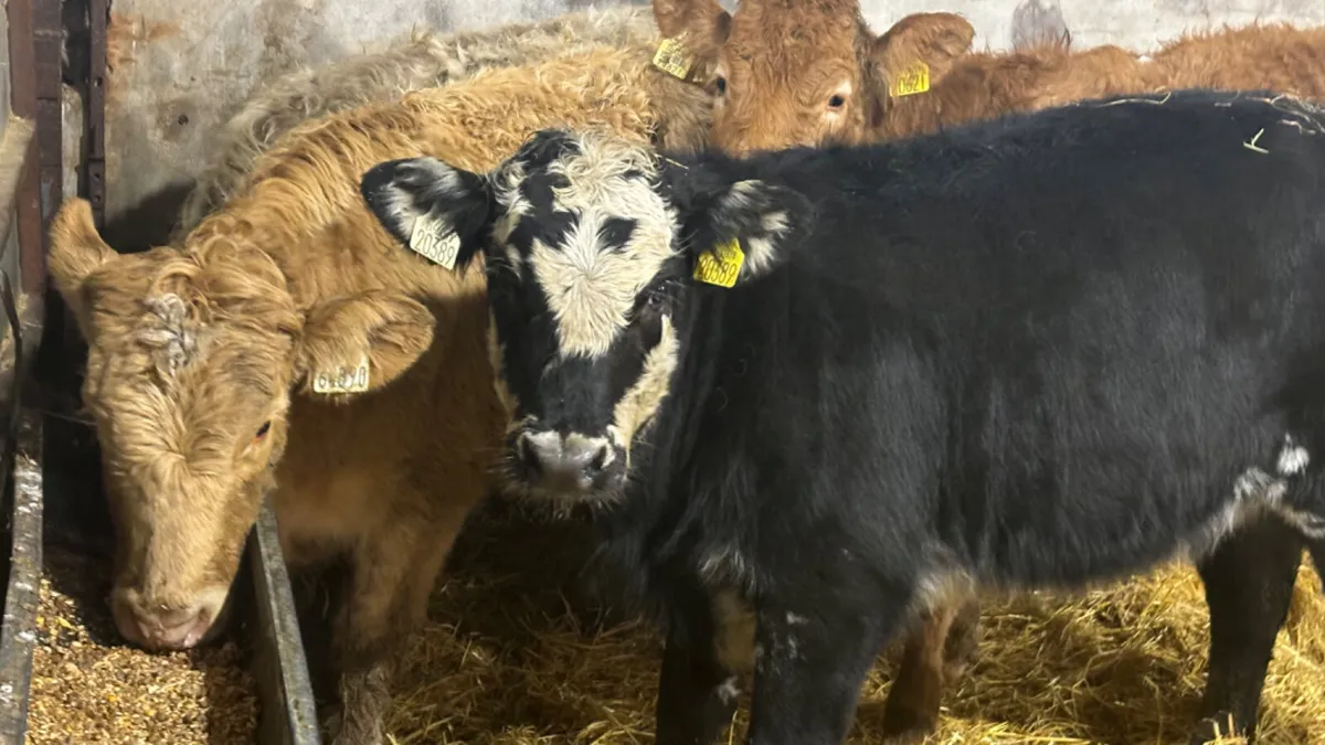 ⭐️ 4 Quality Heifer Wealings ⭐️ - Image 1