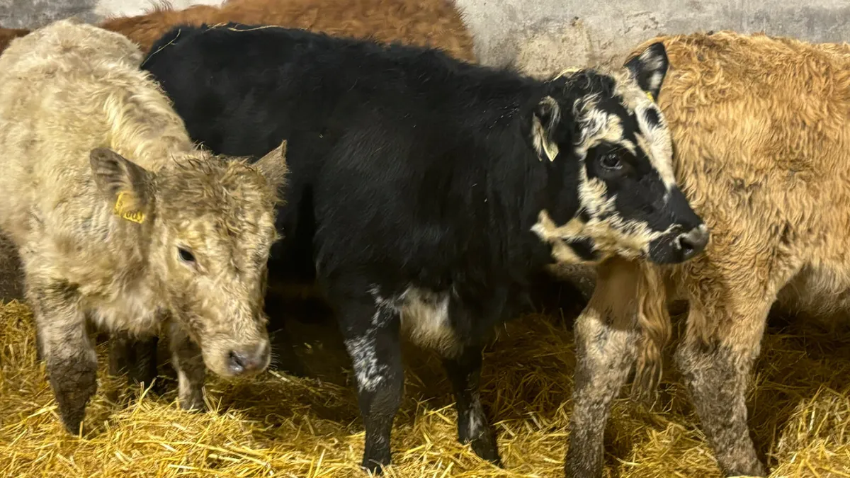 ⭐️ 4 Quality Heifer Wealings ⭐️ - Image 4