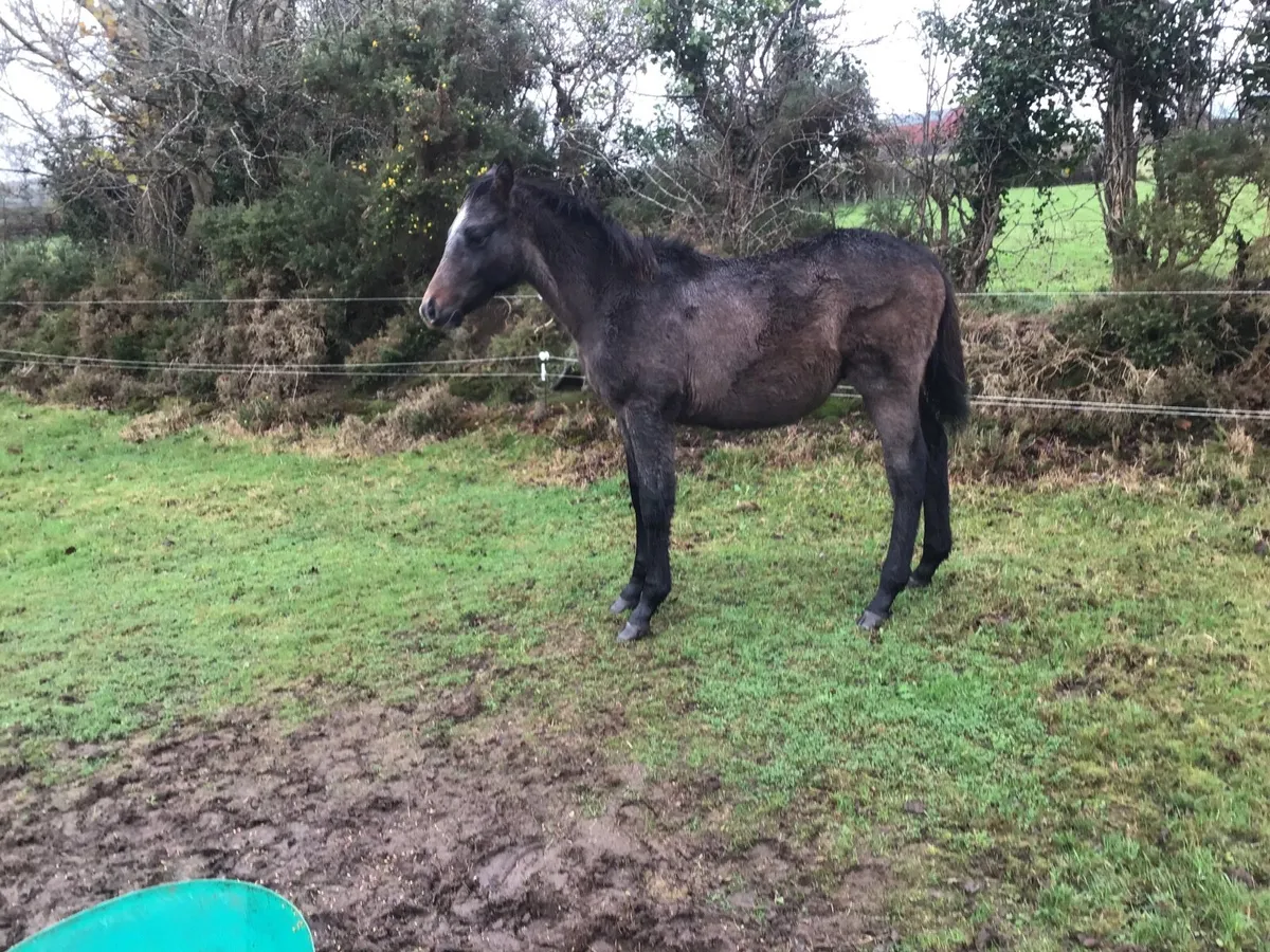 CONNEMARA GREY COLT FOAL OUT OF TB MARE - Image 4