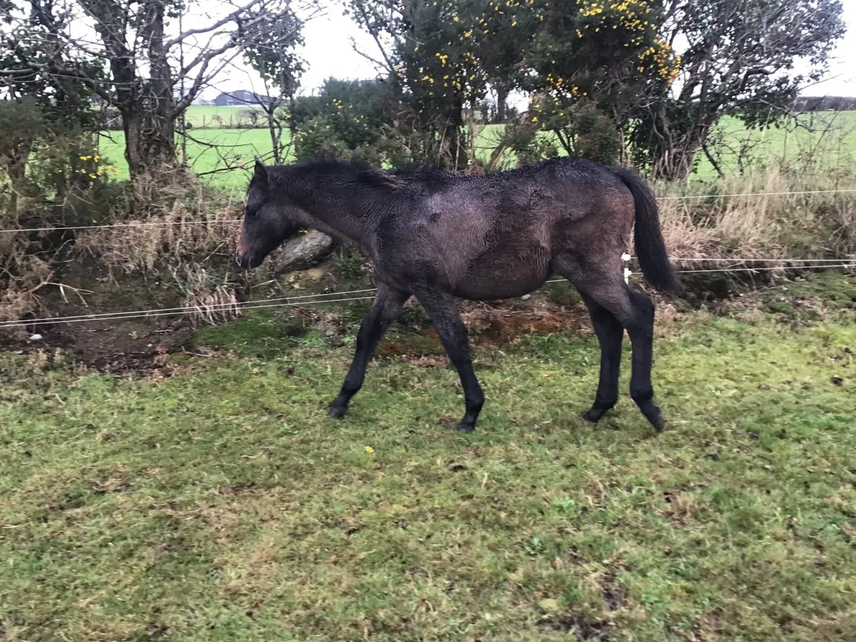 CONNEMARA GREY COLT YEARLING OUT OF TB MARE - Image 2