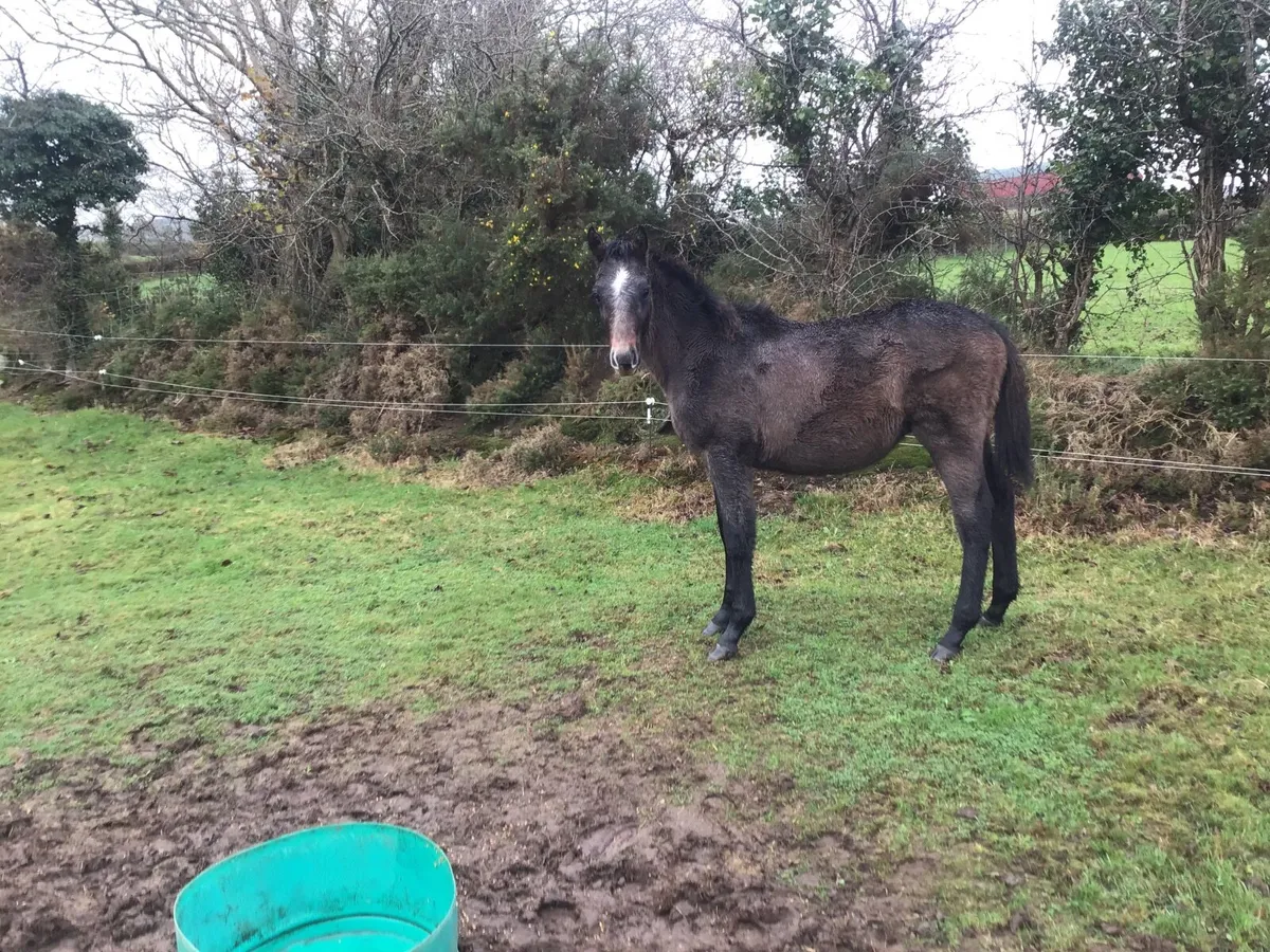 CONNEMARA GREY COLT YEARLING OUT OF TB MARE - Image 3
