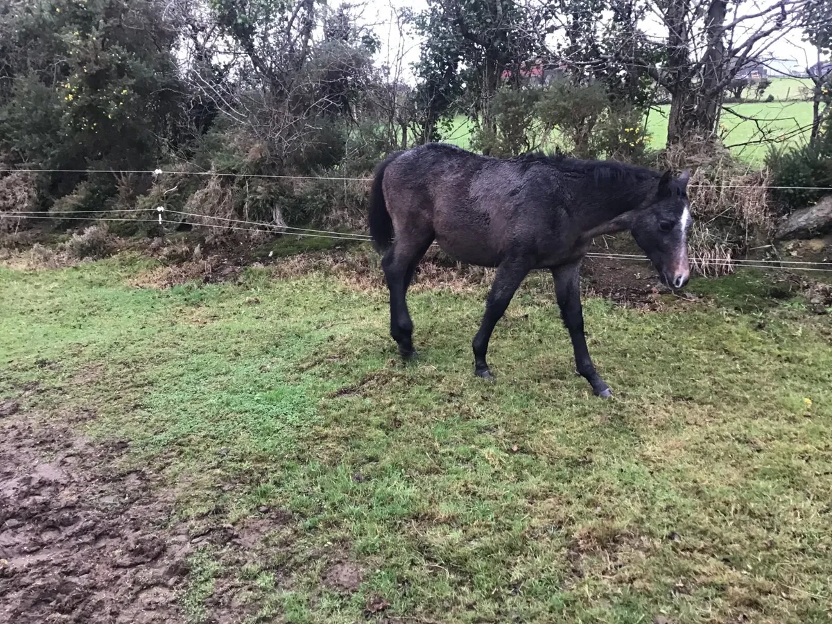 CONNEMARA GREY COLT YEARLING OUT OF TB MARE - Image 4