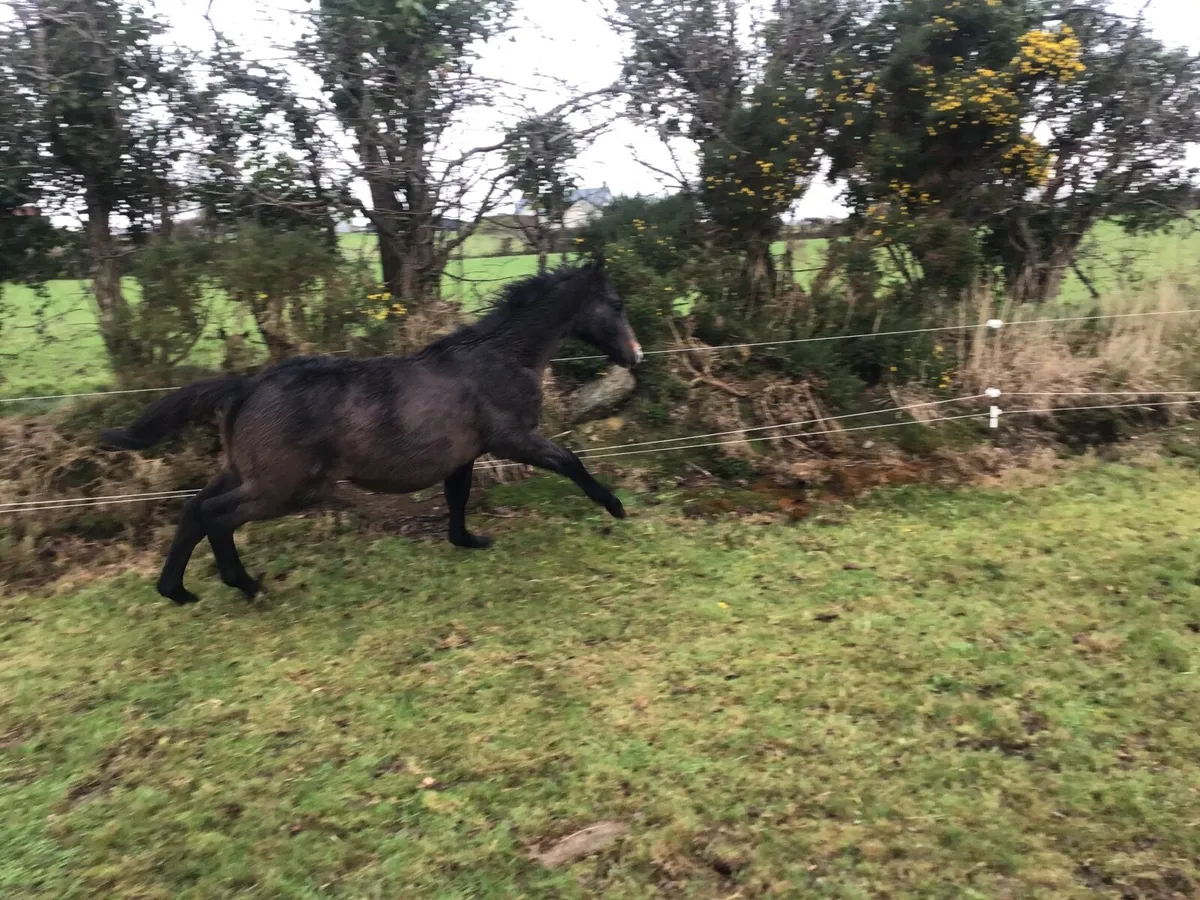 CONNEMARA GREY COLT FOAL OUT OF TB MARE - Image 2