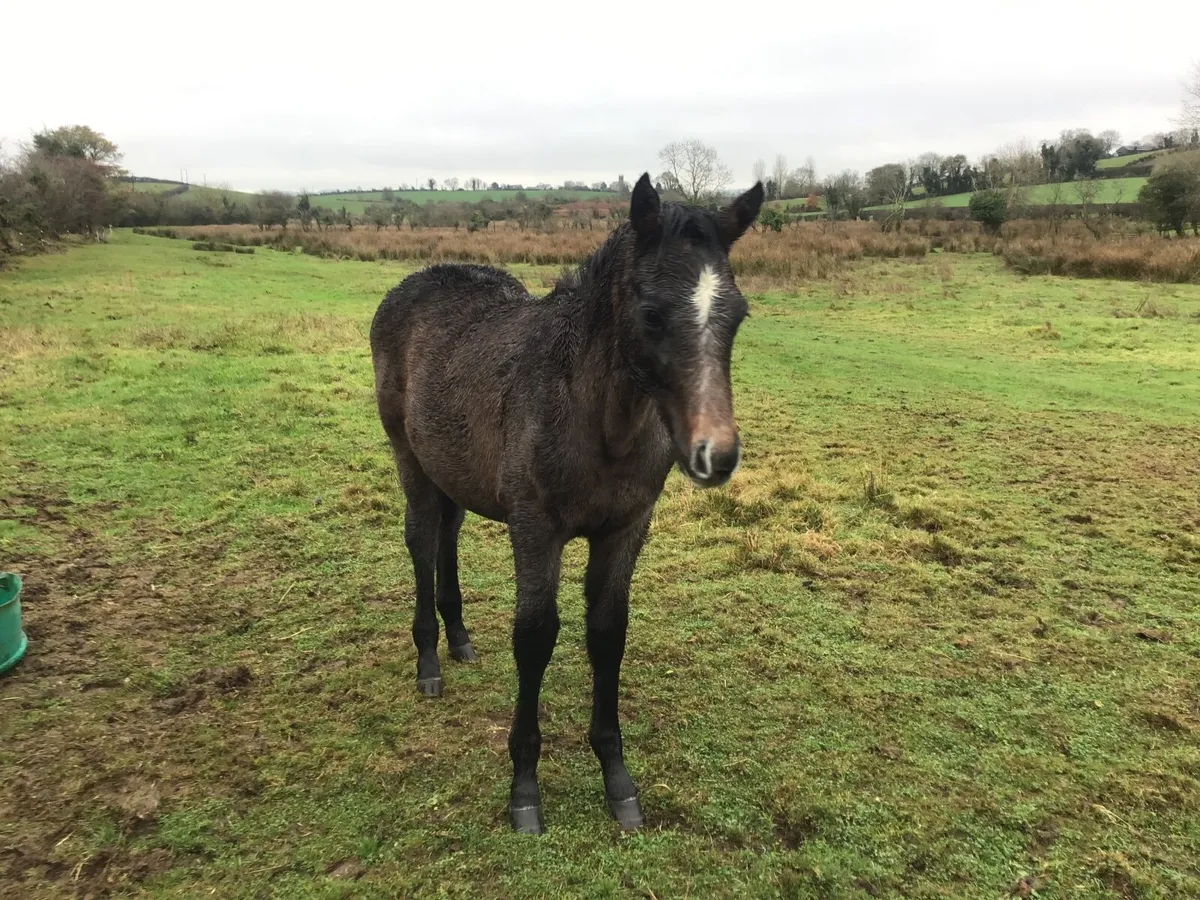 CONNEMARA GREY COLT FOAL OUT OF TB MARE - Image 3