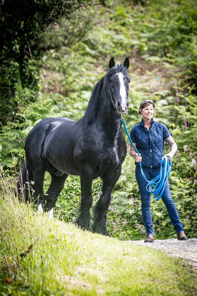 ⚡️16hh Black Irish Cob Stallion at Stud⚡️ - Image 2