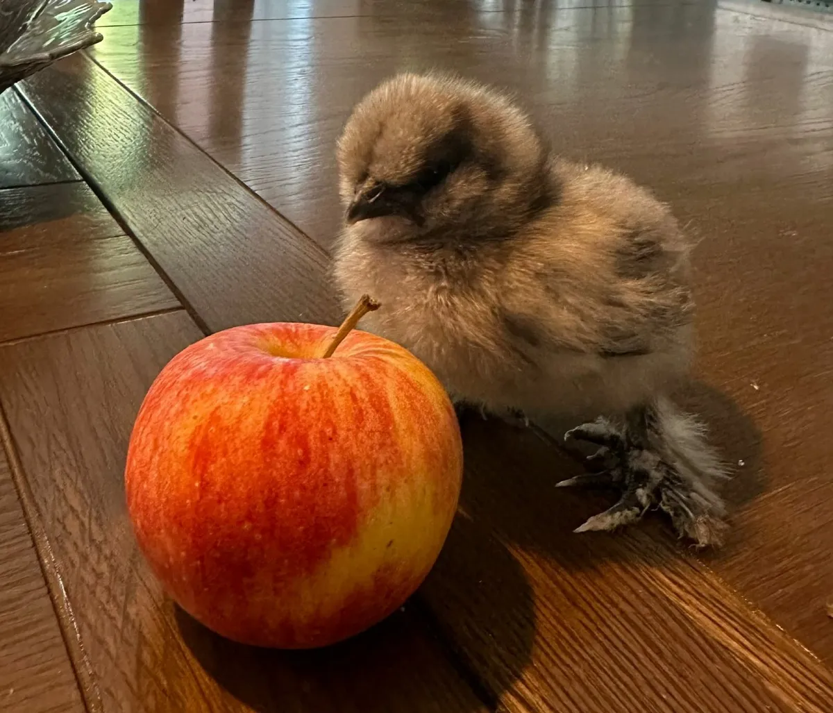 Silkie bantam chicks and hatching eggs for sale - Image 4