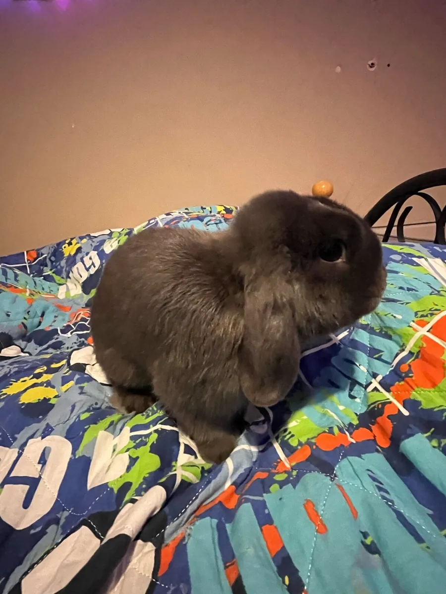 LOP BUNNY - Image 1