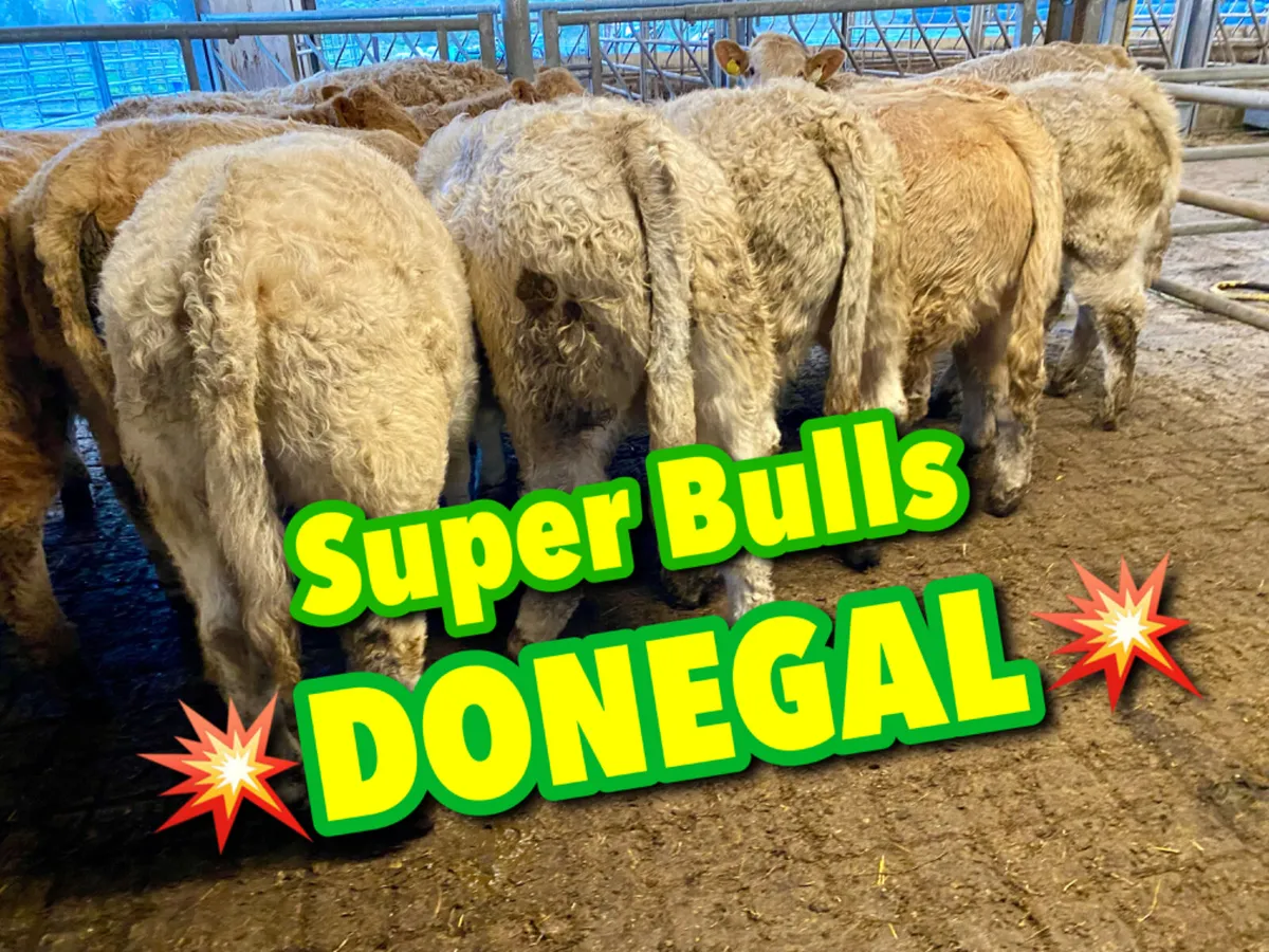 Champion Bulls - Image 1