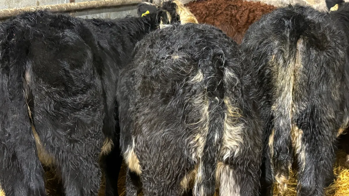 ⭐️5 Lovely Quality Heifer Wealings ⭐️ - Image 2
