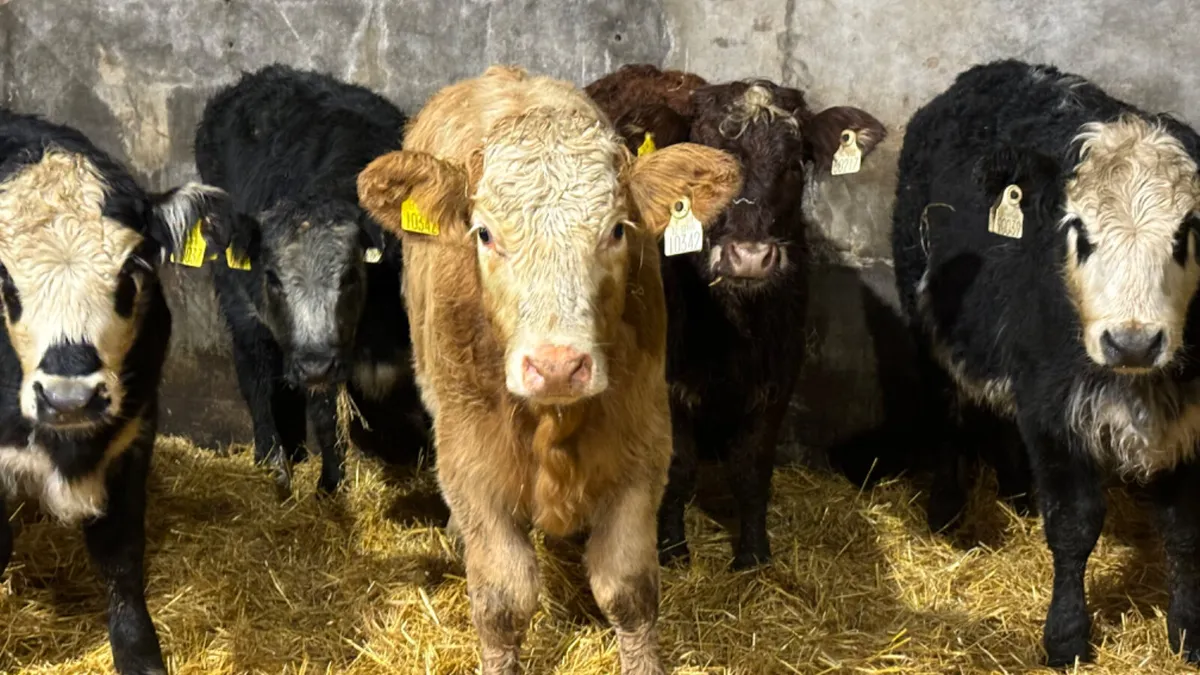 ⭐️5 Lovely Quality Heifer Wealings ⭐️ - Image 1