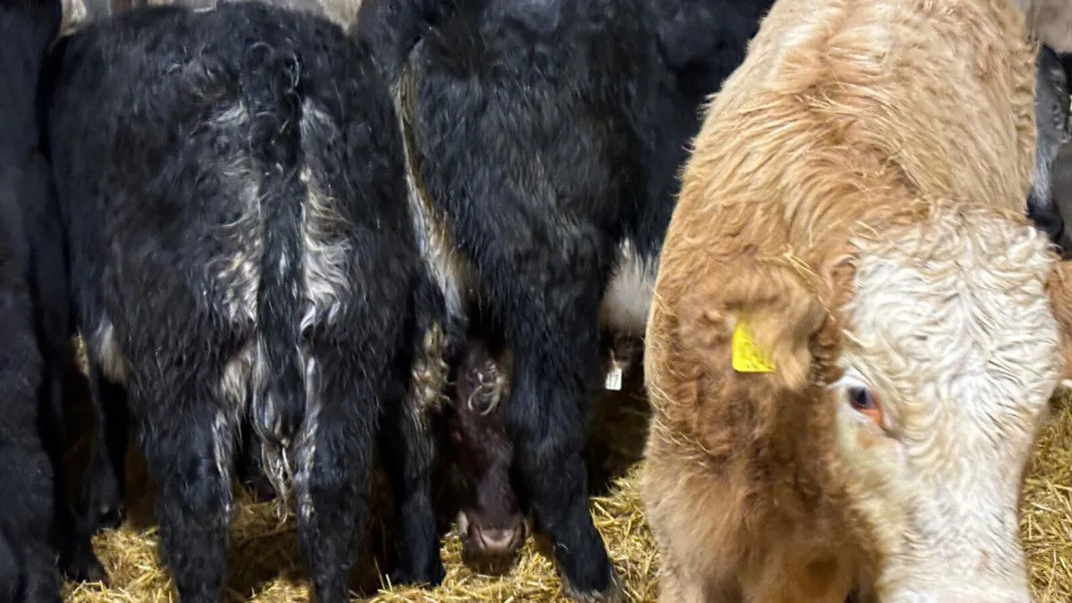 ⭐️5 Lovely Quality Heifer Wealings ⭐️ - Image 3