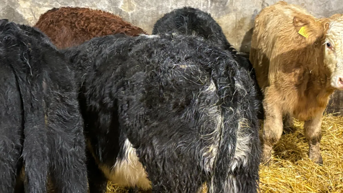 ⭐️5 Lovely Quality Heifer Wealings ⭐️ - Image 4