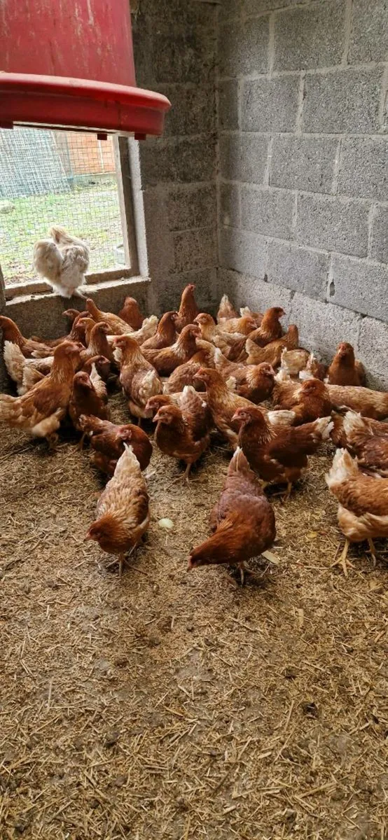 Point of lay pullets and Guinea fowl - Image 1