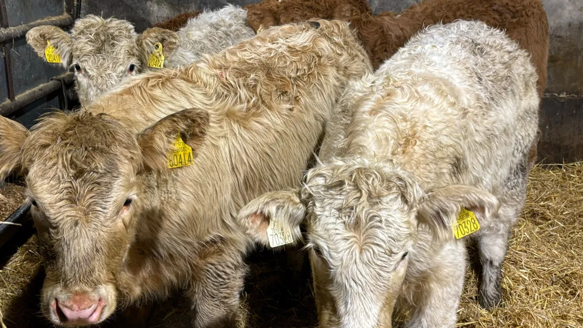 ⭐️ 5 Lovely Quality Heifer Wealings ⭐️ - Image 1