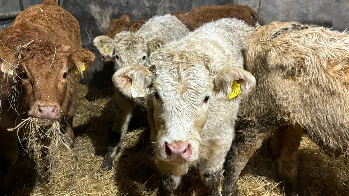 ⭐️ 5 Lovely Quality Heifer Wealings ⭐️ - Image 2