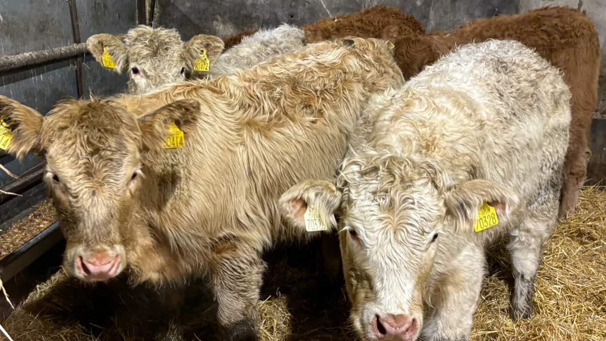 ⭐️ 5 Lovely Quality Heifer Wealings ⭐️ - Image 3