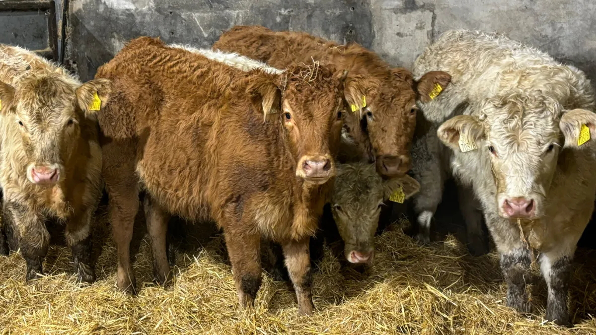 ⭐️ 5 Lovely Quality Heifer Wealings ⭐️ - Image 4