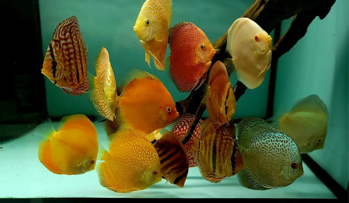 Aquarium fish - Image 2