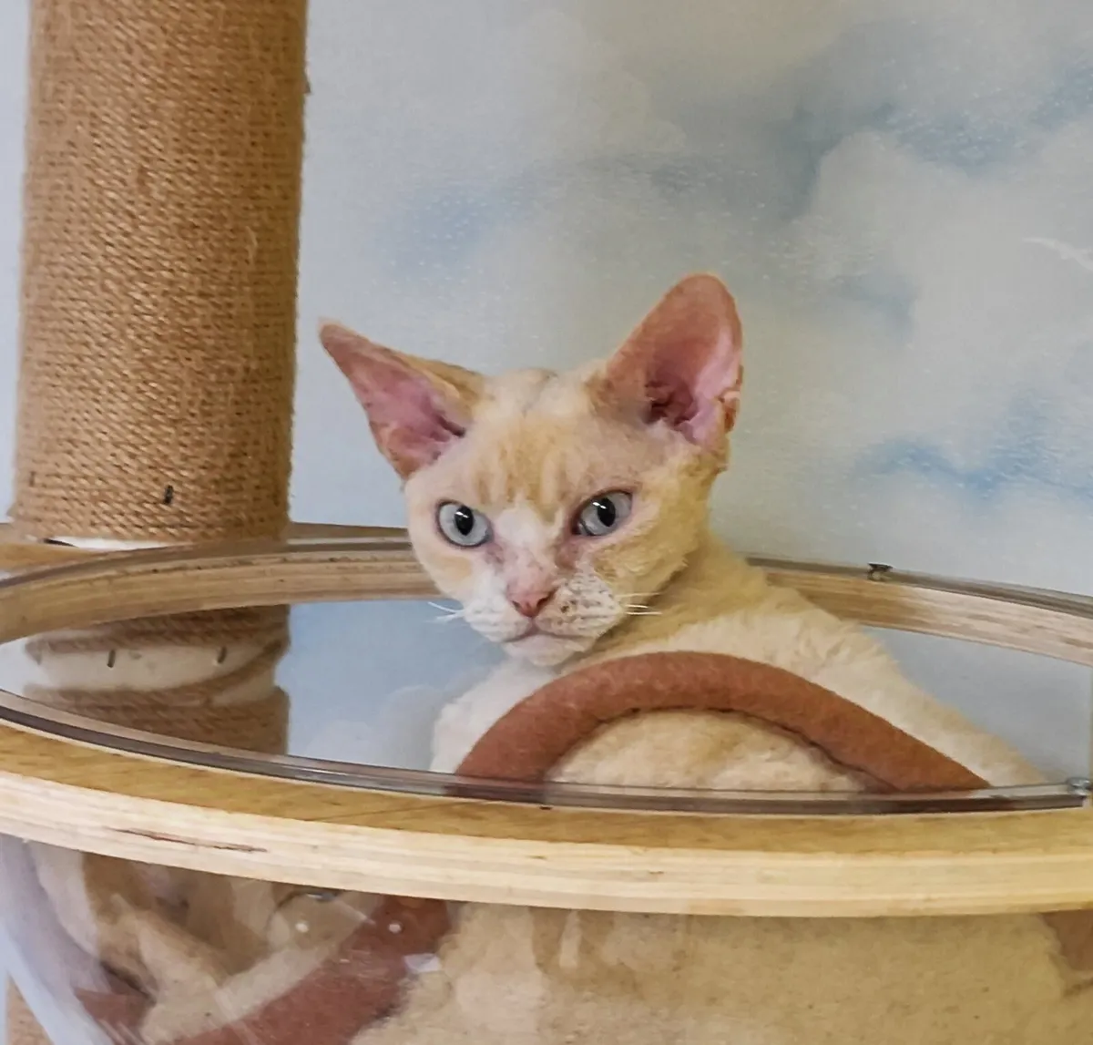 Devon Rex Two cats male and female - Image 3