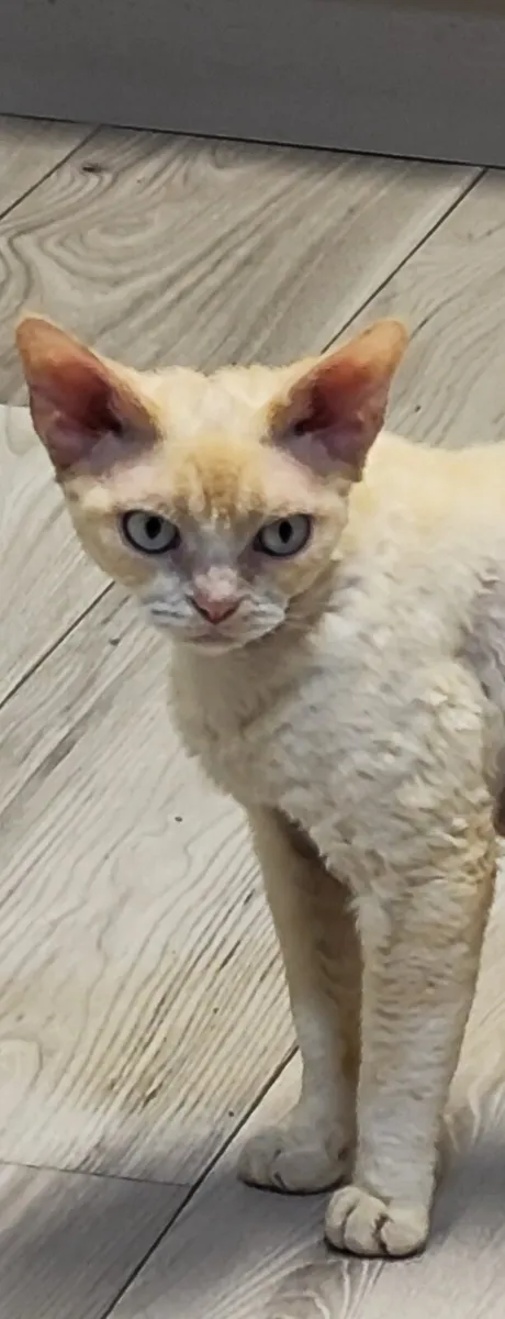 Devon Rex Two cats male and female - Image 4
