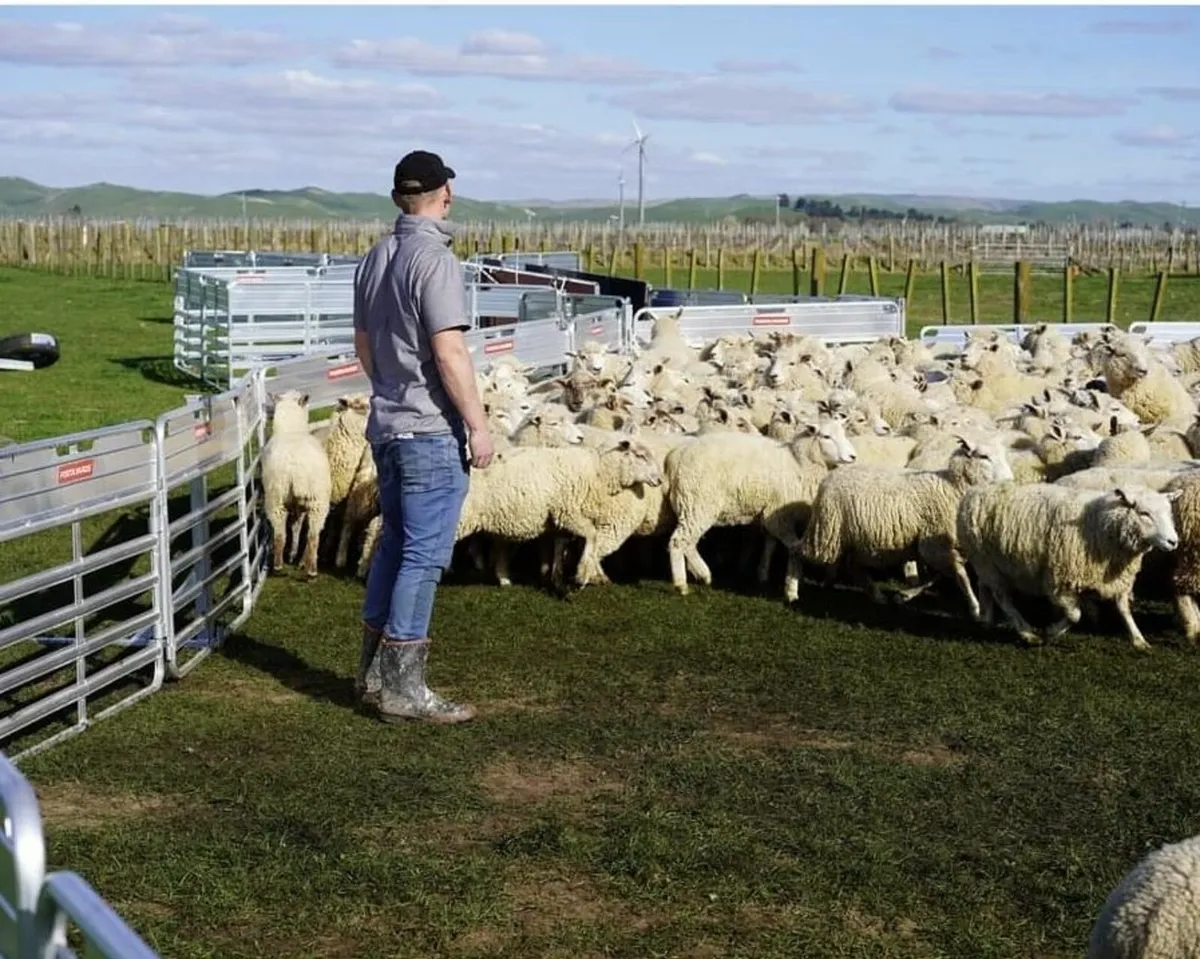 Portayards Alu Sheep Hurdles - 2.1mtr (7') - Image 2