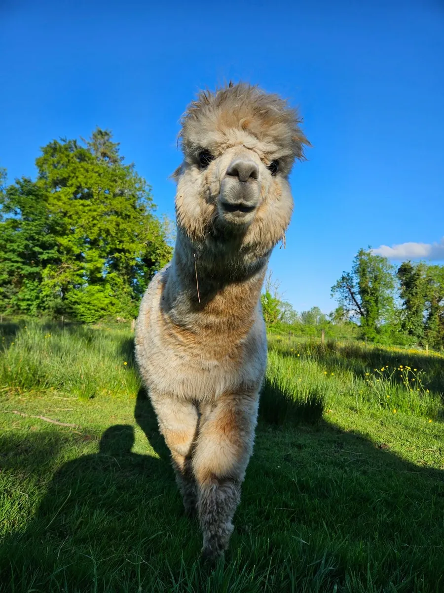 Alpacas for Sale - Image 3