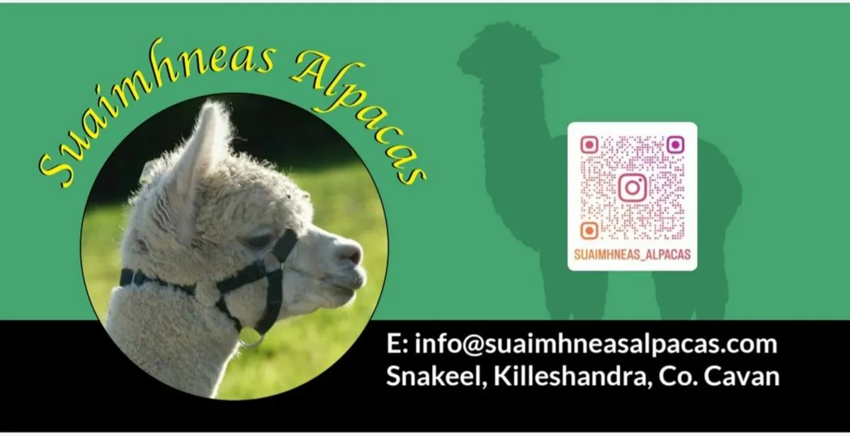 Alpacas for Sale - Image 1