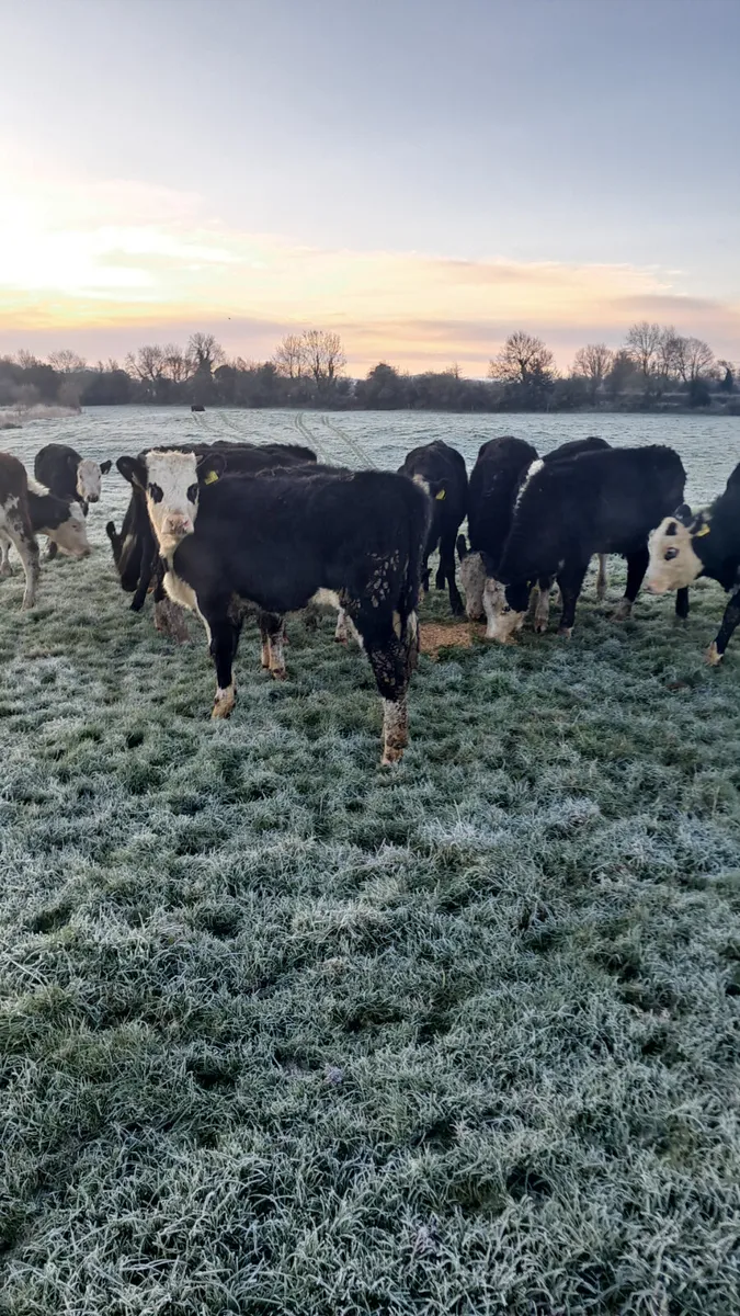 Weanling heifers - Image 1