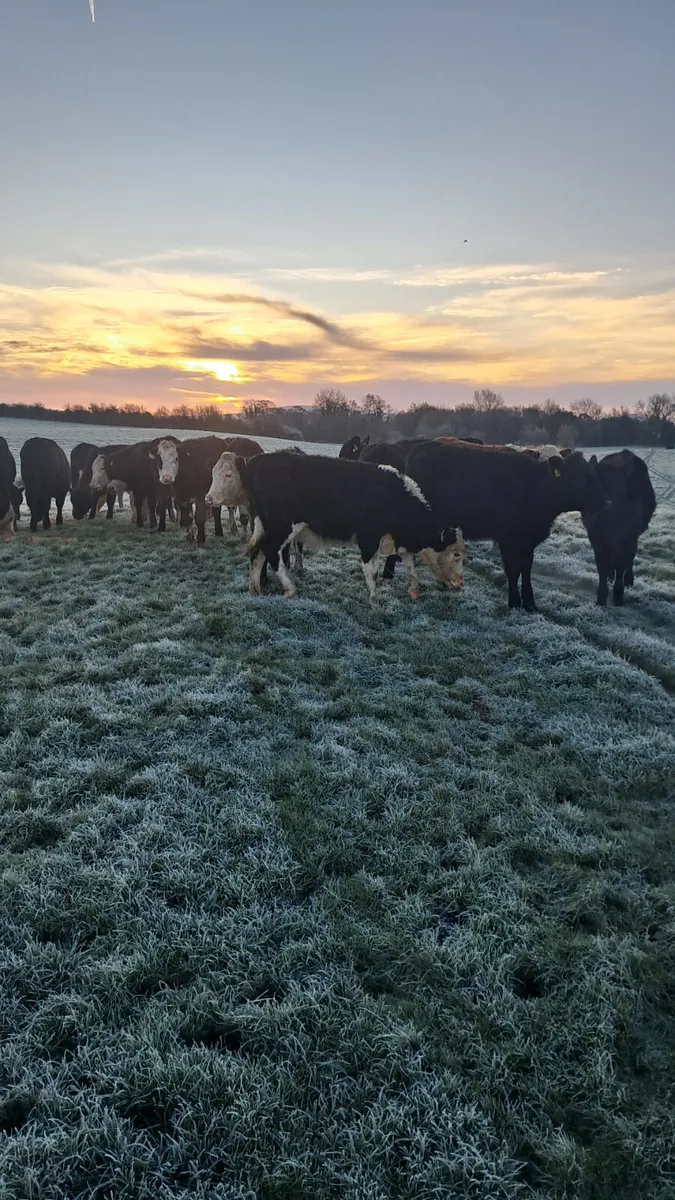 Weanling heifers - Image 2