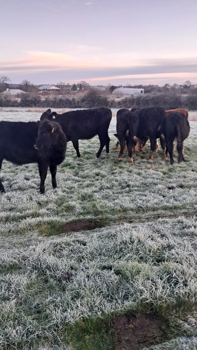 Weanling heifers - Image 3