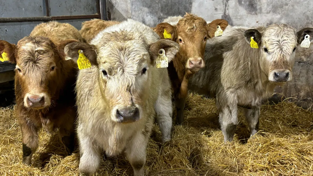 ⭐️ 4 Super Charolais Heifer Wealings ⭐️ - Image 1