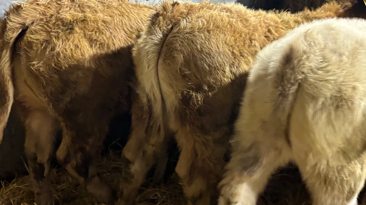 ⭐️ 4 Super Charolais Heifer Wealings ⭐️ - Image 3