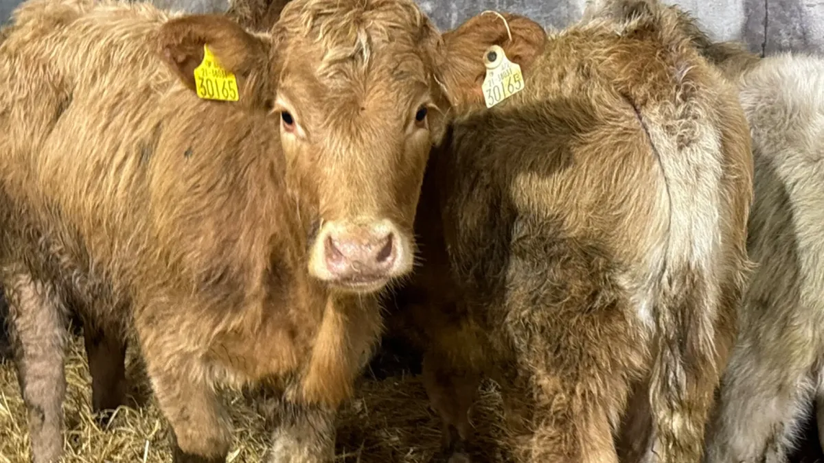 ⭐️ 4 Super Charolais Heifer Wealings ⭐️ - Image 2