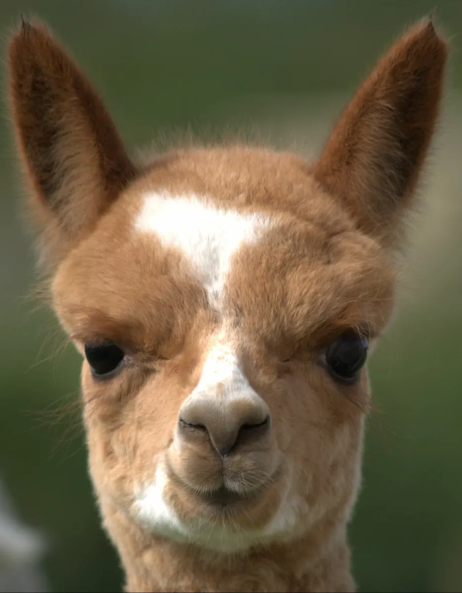 Alpacas - large herd choice - Image 3