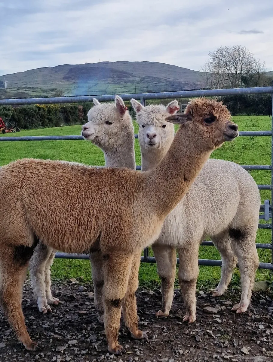 Alpacas - MOURNE ALPACAS sales - Image 4